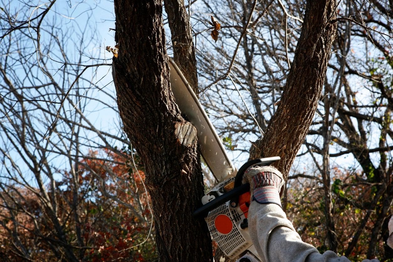 A person with a chain saw cutting through the tree.