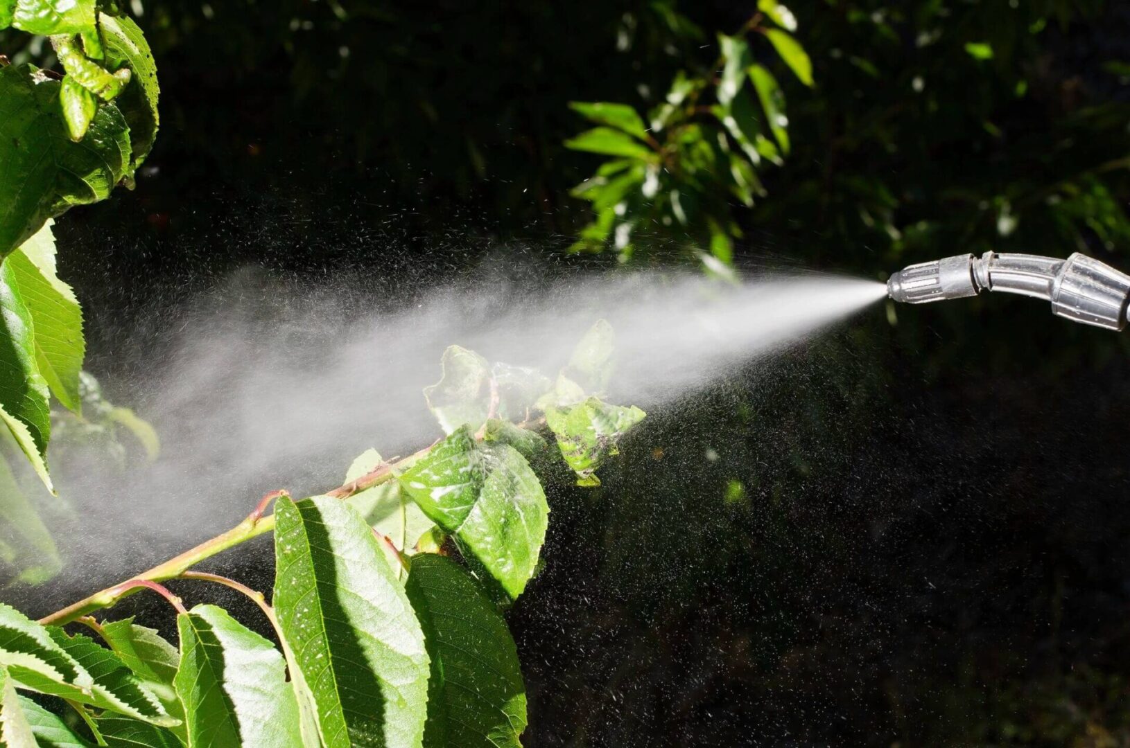 A water spray is spraying on the leaves of trees.