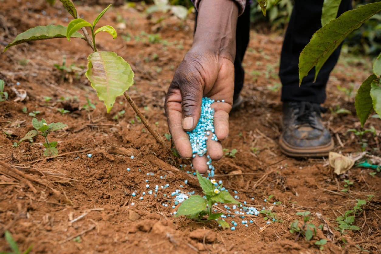 A person is holding something in the dirt.