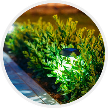 A bush with green leaves and a solar panel on it.